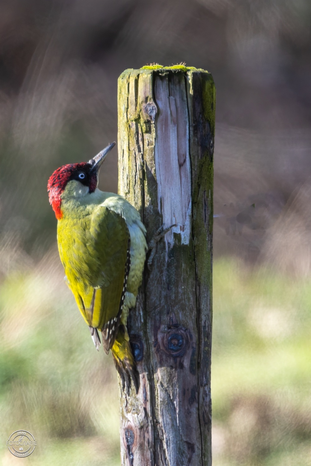 11 maart 2023 140132 1R2A0225 bewerkt